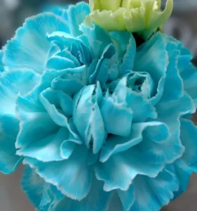 青いカーネーションの花言葉