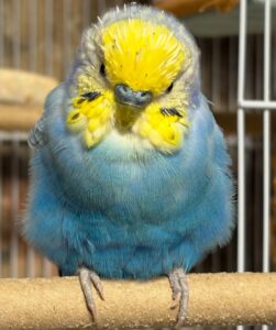 少し黄色入っちゃってるけど💦