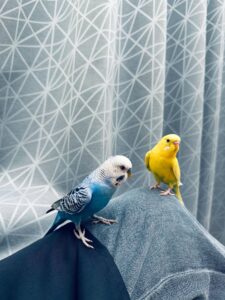 背景も私の服もエプロンも、ブルー