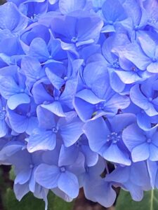 満開な笑顔が見たいです