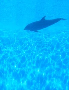 すますのちゃん