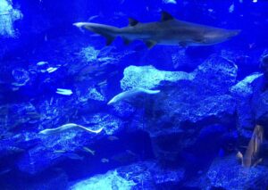 中居くん水族館好きだったよね