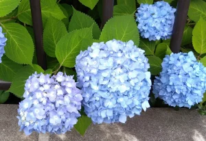 紫陽花の青🔵