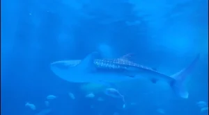 のとじま水族館