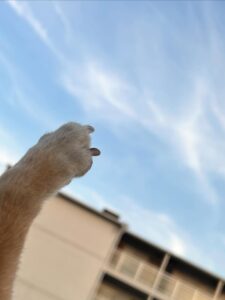 お祝いしてるよー💙