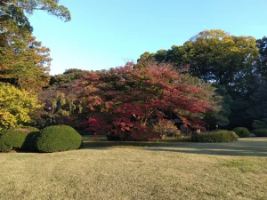色づき始めた紅葉と青空