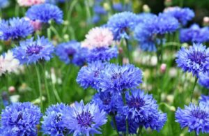 中居くんを想わない日はないよ…