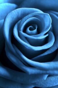 それぞれの色の花言葉