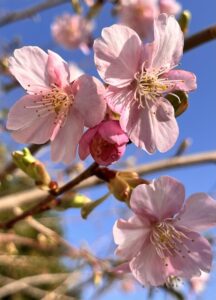 通勤路の梅が咲いていました