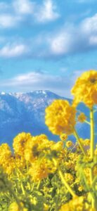 私の家にも春がやって来ました