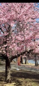 春先鳴く練習してた鶯