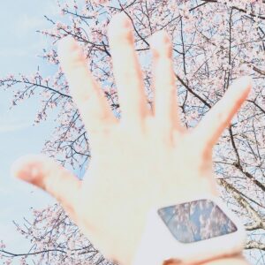 空と桜と手のひらと
