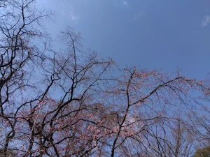 枝垂れ桜の花がちらほら