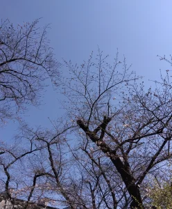 二分咲きくらいかな～🌸