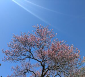 青空を見て…桜を見て…