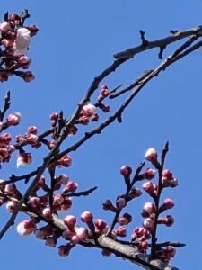 春はそこに来ているようです