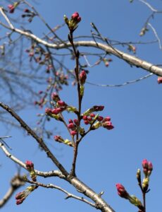 さくらのつぼみ❣️