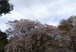 見事なしだれ桜🌸を