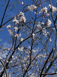 少し増えた🌸桜